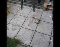 Pug puppy dog chases round light reflections