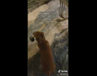 Dog Fetches Toy Hammer Downstairs to Owner 