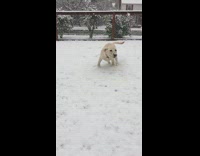 Slowmo Brown Dog Runs In Snow in Backyard
