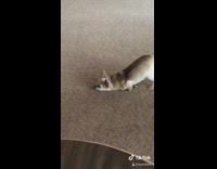 Little dog drags face on carpet push back legs
