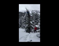Guy falls off tree into snow 