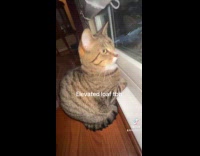 Curled up cat looking out the window 