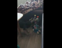 Pet dog gets toy blocked by two pet bottles