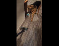 Dog barks at the loud vacuum cleaner
