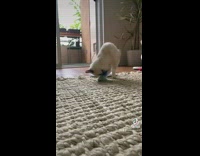 Cat plays with blue butterfly toy