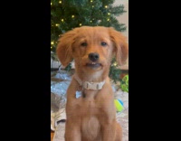 Puppys lips stuck on teeth