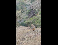 Baby monkey touches mother nipple of curiosity