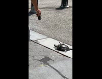 Man walk with pet turtle on leash