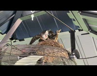 Little birds on the nest on top of the ceiling fan