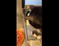 Cat blocking scanner at self checkout at supermarket 