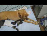 Cat lightly hits dog laying on bed 