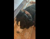 St Bernard dog tilts head at barks 