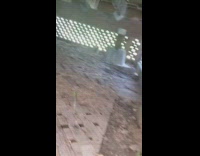 Small bunny under crawl space chased by cat