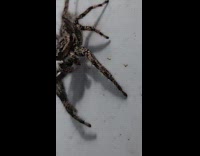 Spider jumps onto submitter while filming