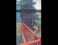 brown dog jumps over red fence