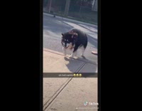 Large dog jumps in car red seats 