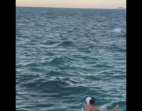 Guy tries to adjust himself on inflatable swan floatie tube, tips over backwards and falls into water