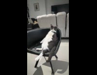 Black white cat sit relaxed on chair