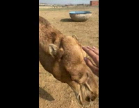 Camel just wants a pet from humans