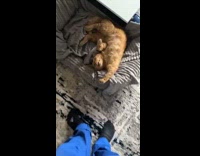 Cat asleep paw fist bumps the filmer