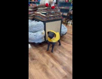 Dog attacks fake dog inside pet store