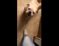 Guy calls bulldog dog dirty and stinky 