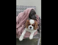 Two dogs pink blanket grey chair outdoors