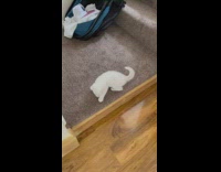 White pet cat and kitten has identical mark on their head