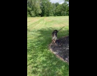 Dog runs with huge stick on mouth