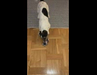 Excited yet Nervous Dog Tries to Bite Spinner