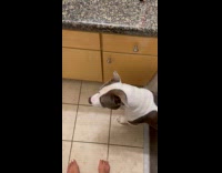 Collab Clips MPUGC - Dog scared to get ball from tub