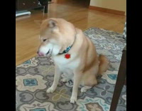 Brown Shiba Whines On Carpet Wood Floor