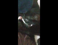 Kitten lay on chest then licks paw