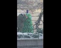 Guy makes Christmas tree out of bottles 