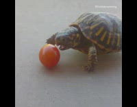 Turtle tries to bite tomato rolls away 