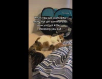 Mom cat grabs and kicks kitten 