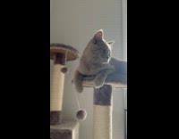 Grey cat on tower with fur ball