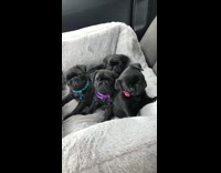 Four black pug puppy dogs grey bed