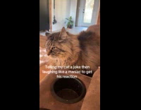 Woman tells joke to cat laughs like a maniac