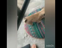 Pug puppy dog steals plastic bag cereal 