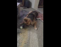Dog likes to play and catch ball