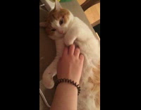 white cat getting belly rub from owner