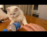 White cat knocks over blue water bottle 
