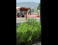 Man white top ride red truck pictorial