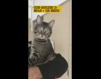 Black sweater guy holds shakes cat mirror