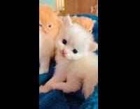 Small white kitten with two smaller orange kittens behind 

