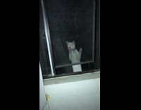 Collab BitchMP - White cat climbs window cover falls