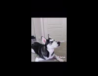 Black white husky dog whines for food