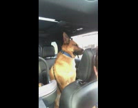 Collab BitchMP - Dog car baby crying back seat