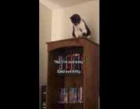 Cat vomiting from the top of bookshelf